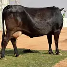 بقره جيرسيه
