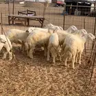 حري ذبايح ثلاجه ذبائح مناسبات يوجد صلخ وتوصيل بااقل الاسعار