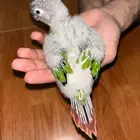 كنيور