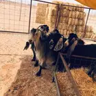 معزا
