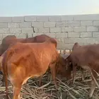 بقر بلدي للبيع