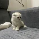 قطط سكوتش فولد بيور للبيع