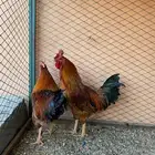 ديوك بلدي وفرنسي