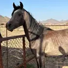 حصان شعبي للبيع