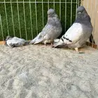 حمام لونق فيس كلين مستوى عالي