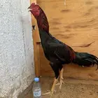 ديك سندي نسل عم غبشان