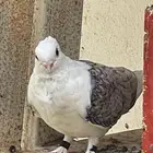 حمام