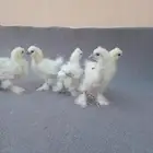 صوص قطني دجاج