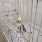 جوز كروان مع فرخ