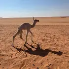 حوار ضيار كفو وطيب