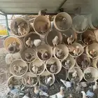للبيع حمام ودجاج ووز