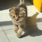 سكوتش فولد 3