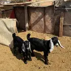 جفرات عوارض طيبه