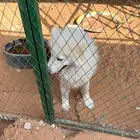 كلبتين هاسكي روسيه للبيع