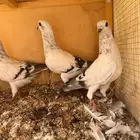 للبيع حمام ام معه طباته
