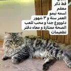 قط ذكر معقم للتبني