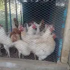 دجاج لوهمان بروان وكلاسيك للبيع