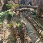 مقاول نخيل عربي نخيل واشطن نخل ملوكي