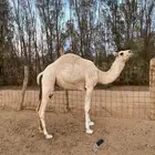 للبيع بكره وضحاء