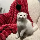 قطط سكوش من أب سكوش ستريك لاعبين ولا طفلين جدا