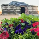 بيت شعر للبيع