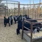 جفار تم البيع