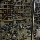 حمام زاجل للبيع مخلوط مع حمام عادي نسبه بسيطه
