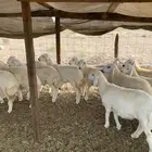 طليان حرية للعيد ( تم البيع )
