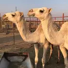 ثلاث بكار مفاريد طيبات للبيع