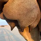 خلفه طيبه تحتها قعود هديه