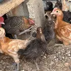 فروخ دجاج فواتح
