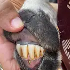 نجديه تامه معها رخله عمرها ثمان شهور ونجديه متاومه