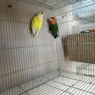 جوز (زوج) روز منتج بالرياض