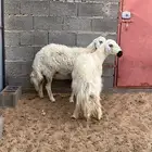 ضان للبيع صفر