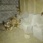 دجاج بلدي للبيع