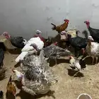 ديكه رومي