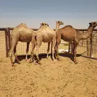 قعدان