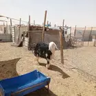 للبيع رخل جذعه خصم ودافع لها 4شهور معرفه