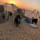 معزا دفيع