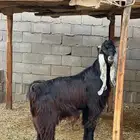 فحل جذع مشروك مشروط منتج شق توم