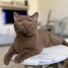 قط British Shorthair