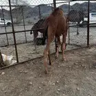 قعود حمر طيب ومقفل شحم