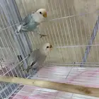 فروخ روز  هدية فرخ بادجي