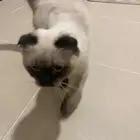 للبيع  قط ة ممي زة (سكوتش فولد   هملايا)