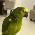 بغبغاء امزوني