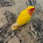 طير روز اصفر عيون حمراء هدد