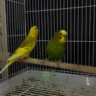 زوج بادجي منتج ( تم البيع )