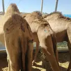 حاشي صومالي مربي أعمارها سنه ونص