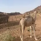 قعود