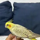 للبيع فرخ كروان فراشه غر محجل رقم 2